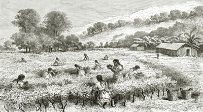 Récolte de coca, Pérou, illustration de la revue Le Tour du Monde, 1877 - French School