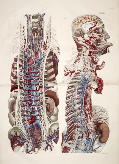 Tête et torse, de 