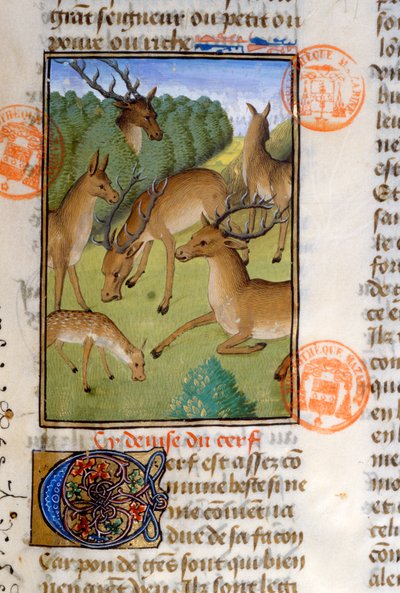 Troupeau de cerfs, du Livre de la Chasse par Gaston Phébus de Foix (1331-91) - French School