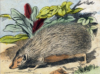 Hérisson. Gravure dans "Buffon Alphabet des Animaux". 3e Série N 1. Imagerie d