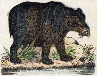 Hippopotame. Gravure dans "Alphabet des animaux sauvages". 9e Série. Imagerie d