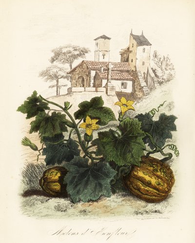 Melon de Honfleur, Cucumis melo - French School