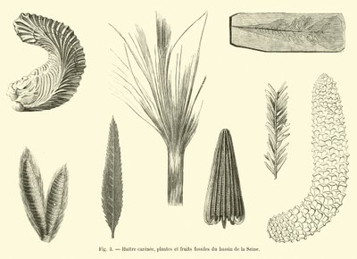 Huître carénée, plantes et fruits fossiles du bassin de la Seine - French School