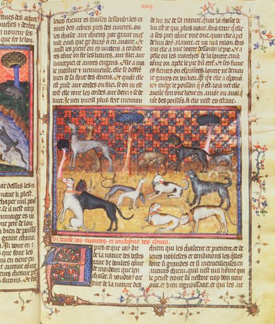 Chiens de chasse par Gaston III, Comte de Foix Phebus le Chasseur (1331-91), du Livre de la Chasse, 1387-89 - French School