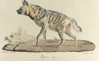 Hyène rayée, de Histoire Naturelle des Mammifères - French School