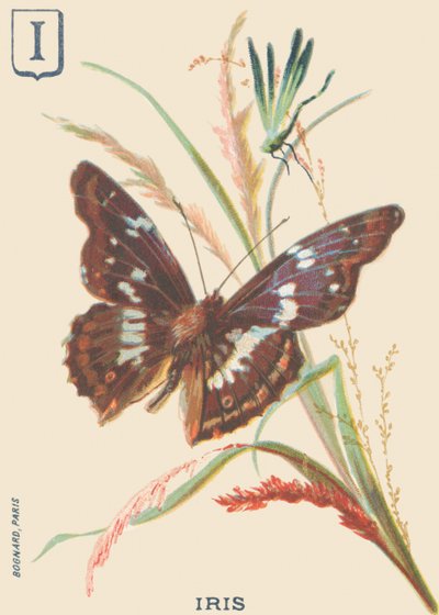 I : Iris (Apatura iris ou Grand Mars changeant) - French School