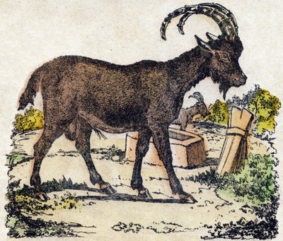 Ibex. Gravure dans « Alphabet des animaux sauvages ». 9e Série. Imagerie d
