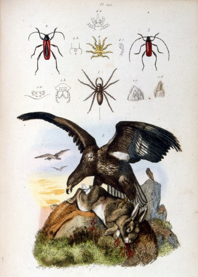 Illustration d