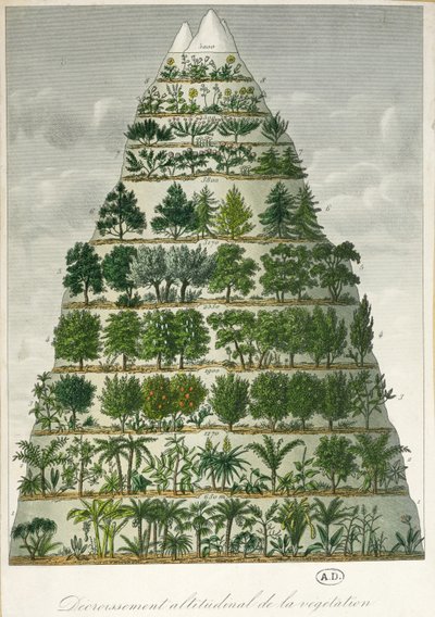 Illustration des différents types de végétation à différentes altitudes - French School