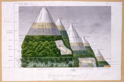 Illustration des différents types de végétation à différentes altitudes - French School