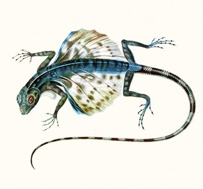 Illustration du lézard volant - Draco Volans 1831 (gravure en couleur) - French School