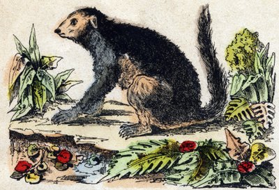 Indri (lémurien). Gravure dans "Alphabet des animaux sauvages". 9e Série. Imagerie d