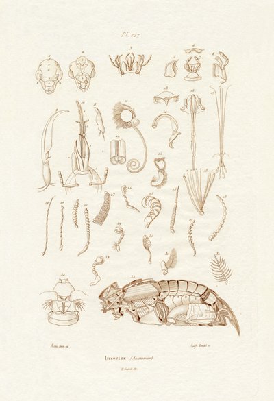 Insectes - French School