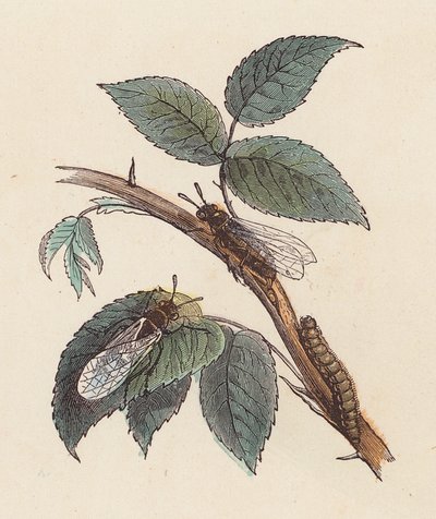 Insectes et chenille sur une plante - French School