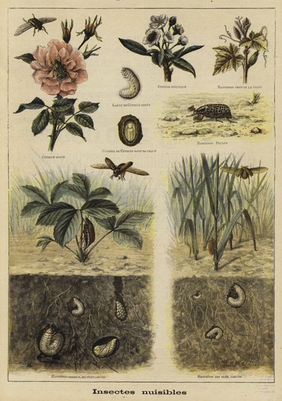 Insectes nuisibles à l