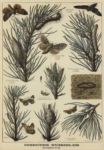 Insectes nuisibles aux pins - French School