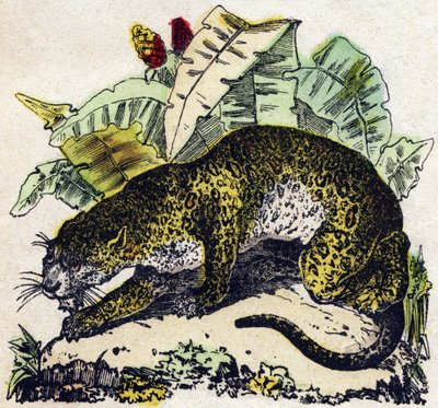 Jaguar. Gravure dans « Alphabet des animaux sauvages ». 9e série. Imagerie d