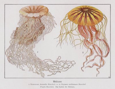 Méduse (lithographie couleur) - French School
