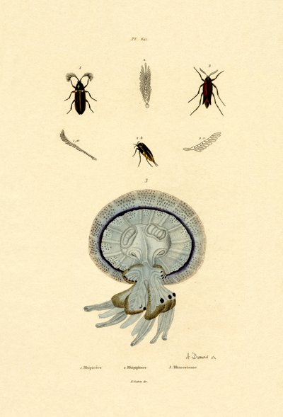 Méduse, 1833-39 - French School