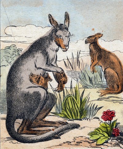 Kangourou. Gravure dans "Buffon Alphabet des Animaux". 3e Série N 1. Imagerie d