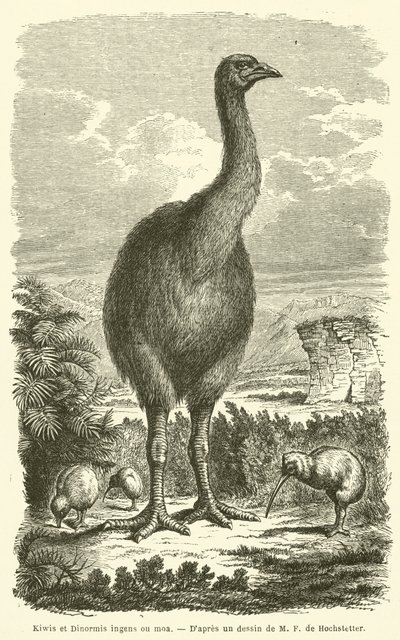 Kiwis et Dinormis ingens ou moa (gravure) - French School