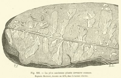 La plus ancienne plante terrestre connue (engraving) - French School