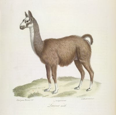 Lama mâle, de Histoire Naturelle des Mammifères - French School