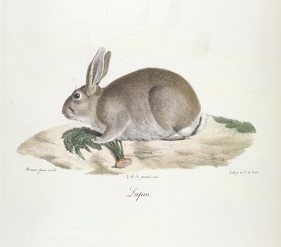 Lapin, de Histoire Naturelle des Mammifères - French School