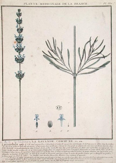 Épi de lavande, planche de 