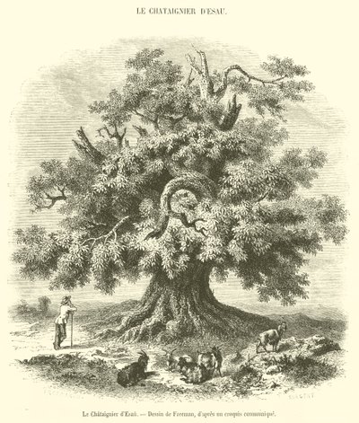 Le Châtaignier d