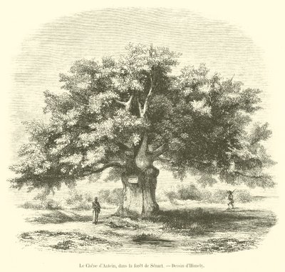 Le Chêne d