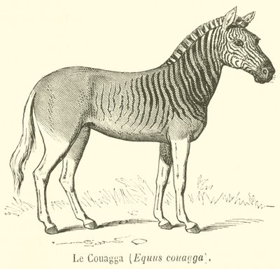 Le Couagga, Equus quagga - French School