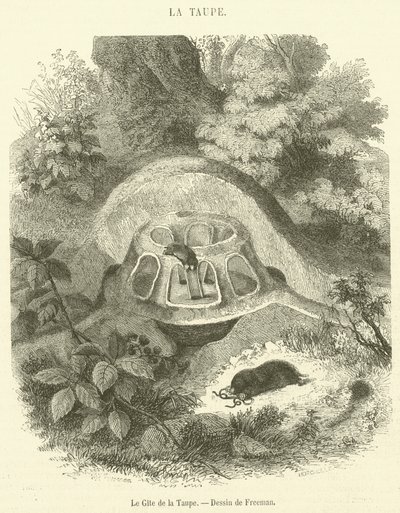Le Gîte de la Taupe (gravure) - French School