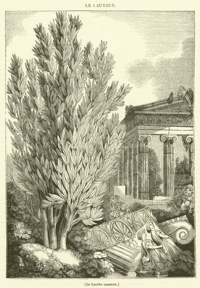 Le Laurier commun (engraving) - French School