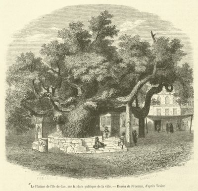 Le platane de l