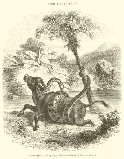 Le Sucuruyuba ou Boa aquatique, Eunectis murinus - French School