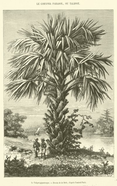 Le Talipot gigantesque - French School