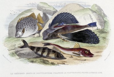 Le chétodon argus, le tyloptera pirapède, la centronote pilote, la trigle lyre - dans « Histoire Naturelle » de Lacépède, éd. Furne, Paris - French School