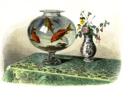 Le cyprin doré (Cyprinus Auratus) - Planche extraite de Histoire Naturelle par Bernard Germain de Lacépède (1856-1925), édition P.Furme, Paris - French School