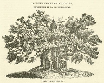 Le vieux chêne d