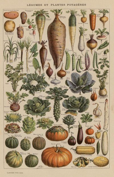 Légumes et Plantes Potagères - French School