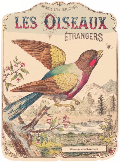 Les Oiseaux Étrangers : couverture d