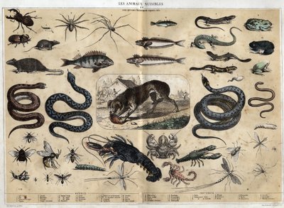 Les animaux nuisibles. Gravure de 1860 dans "Les Récréations instructives" par Jules Delbruck. Collection privée - French School