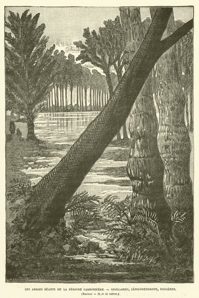 Les arbres géants de la période carbonifère (gravure) - French School
