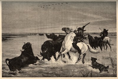 Les bœufs (race bovine) de la Camargue d