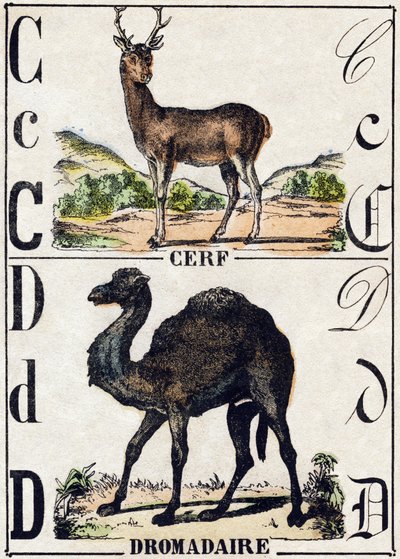 Lettre C Cerf ; D Dromadaire. Gravure dans « Alphabet des animaux sauvages ». 9e Série. Imagerie d