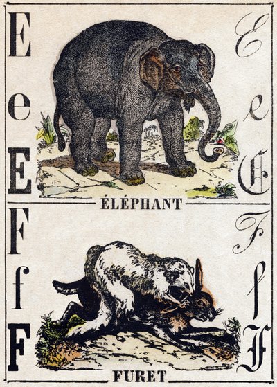 Lettre E Éléphant ; F Furet. Gravure dans « Alphabet des animaux sauvages ». 9e Série. Imagerie d
