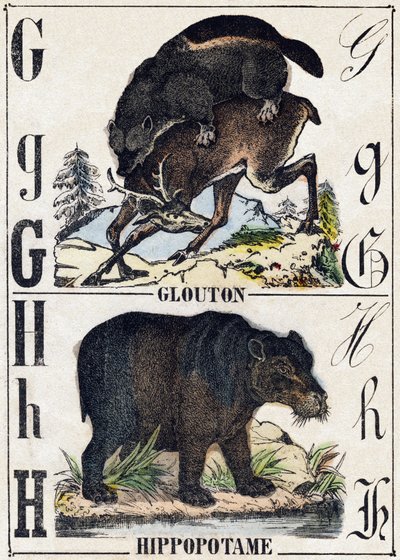 Lettre G Glouton; H Hippopotame. Gravure dans "Alphabet des animaux sauvages". 9e Série. Imagerie d