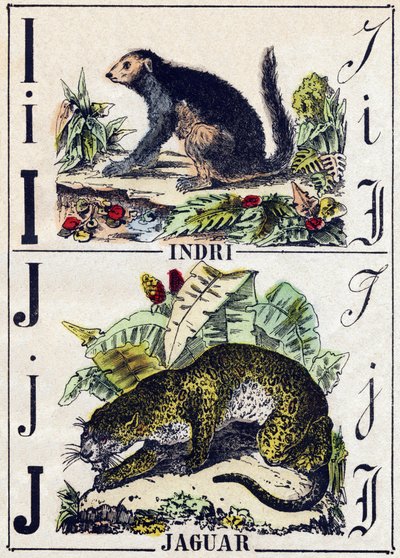 Lettre I Indri (Lémurien); J Jaguar. Gravure dans « Alphabet des animaux sauvages ». 9e série. Imagerie d
