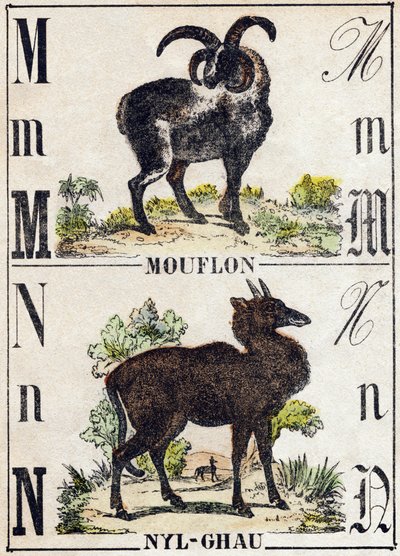 Lettre M Mouflon ; N Nyl-ghau (Nyl ghau). Gravure dans « Alphabet des animaux sauvages ». 9e Série. Imagerie d
